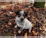 Puppy Bingo Australian Cattle Dog