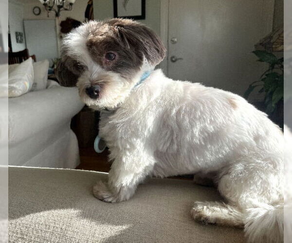 Medium Photo #6 Hava-Apso Puppy For Sale in San Francisco, CA, USA