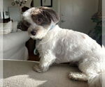 Small #5 Hava-Apso