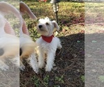 Small Photo #10 Schnauzer (Miniature) Puppy For Sale in HOUSTON, TX, USA