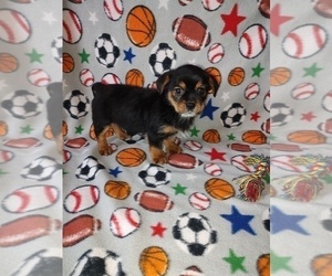 Yorkshire Terrier Puppy for sale in LAPEER, MI, USA