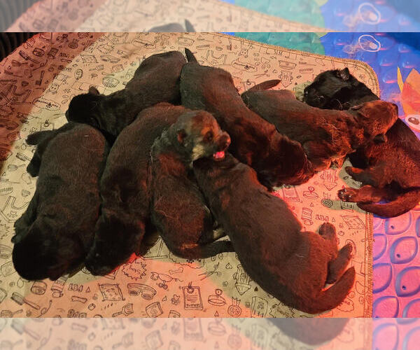 Medium Photo #1 German Shepherd Dog Puppy For Sale in CULPEPER, VA, USA