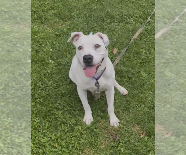 Medium Photo #4 Mutt Puppy For Sale in Brewster, NY, USA