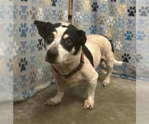 Toy Rat Doxie Dogs for adoption in Rosenberg, TX, USA
