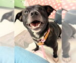 Small #1 Chihuahua