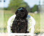 Small #5 Poodle (Toy)