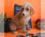 Small Photo #14 Australian Labradoodle Puppy For Sale in ASPERMONT, TX, USA