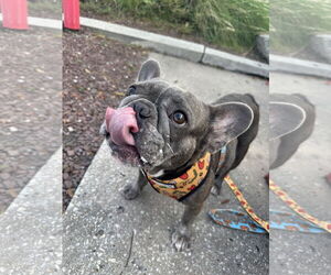 Stella FH - Female French Bulldog Dog for Adoption - Photo #10