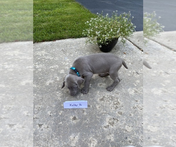 Medium Photo #1 Weimaraner Puppy For Sale in PESHTIGO, WI, USA