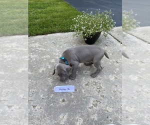 Weimaraner Puppy for sale in PESHTIGO, WI, USA