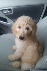 Goldendoodle Puppy for sale in SAINT CLOUD, FL, USA