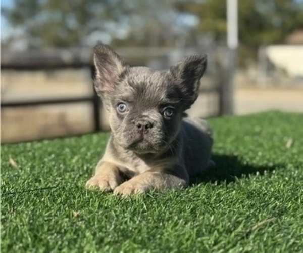 Medium Photo #2 French Bulldog Puppy For Sale in NEWPORT BEACH, CA, USA
