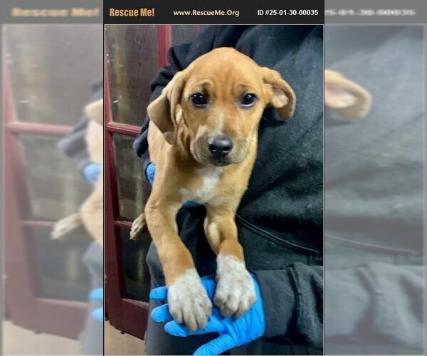 Medium Photo #2 Black Mouth Cur-Labrador Retriever Mix Puppy For Sale in Benton, PA, USA