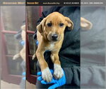 Small #1 Black Mouth Cur-Labrador Retriever Mix
