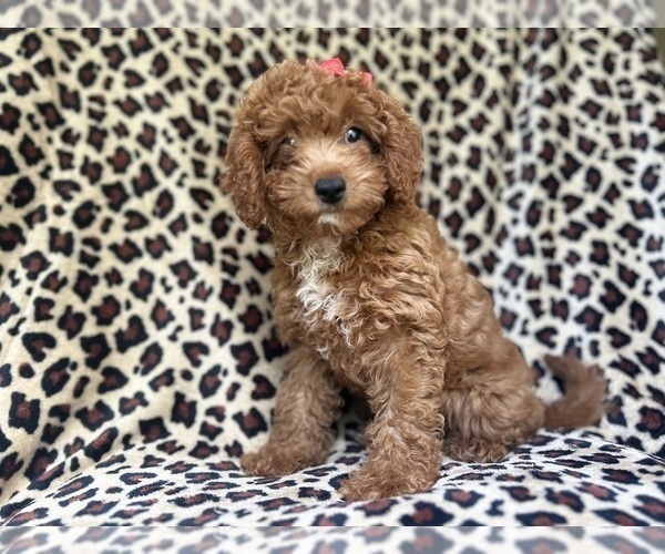 Medium Photo #1 Cavapoo Puppy For Sale in LAKELAND, FL, USA