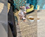 Small #6 Italian Greyhound Mix