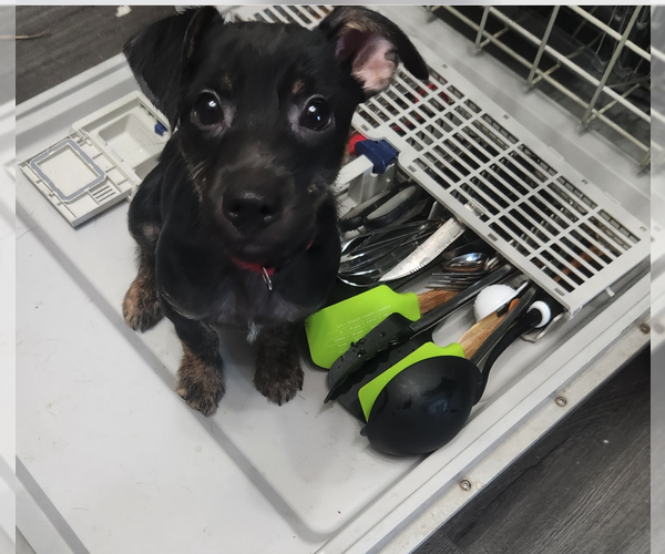 Medium Photo #4 Mutt Puppy For Sale in Plainfield, IL, USA