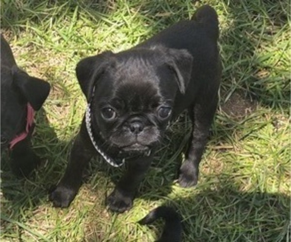 Medium Photo #7 Pug Puppy For Sale in HILLSDALE, MI, USA