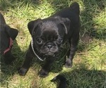 Small #6 Pug