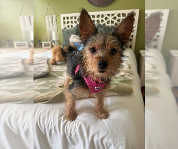 Medium Photo #1 Mutt Puppy For Sale in Lawrenceville, NJ, USA