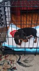 Dachshund Puppy for sale in SIOUX FALLS, SD, USA