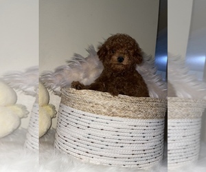 Poodle (Toy) Puppy for sale in TAMPA, FL, USA