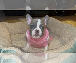 French Bulldog Puppy for sale in PALMDALE, CA, USA