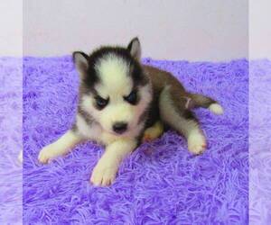 Siberian Husky Dog for Adoption in NEW HAVEN, Indiana USA