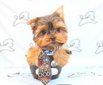 Small Photo #30 Yorkshire Terrier Puppy For Sale in LAS VEGAS, NV, USA