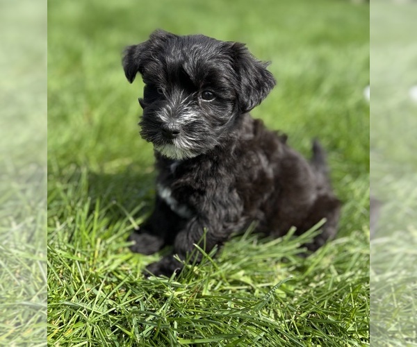 Medium Photo #2 Morkie Puppy For Sale in ROCK STREAM, NY, USA