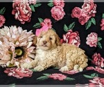 Small Photo #6 Poodle (Toy) Puppy For Sale in KINZERS, PA, USA