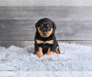 Rottweiler Puppy for sale in MILLERSBURG, OH, USA