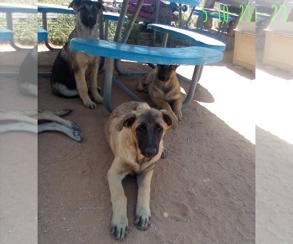 Medium Photo #11 German Shepherd Dog-Unknown Mix Puppy For Sale in Apple Valley, CA, USA