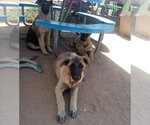 Small #10 German Shepherd Dog Mix