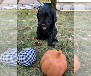 Labradoodle Puppy for sale in WARSAW, IN, USA