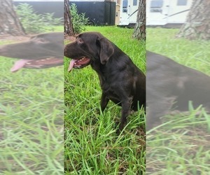 Father of the Labrador Retriever puppies born on 07/05/2023