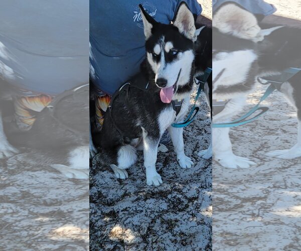 Medium Photo #2 Siberian Husky-Unknown Mix Puppy For Sale in Pacific grove , CA, USA