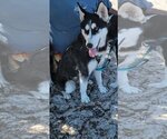 Small #1 Siberian Husky Mix