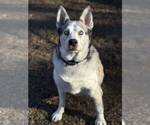 Siberian Husky Dogs for adoption in Bemidji, MN, USA