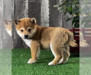 Shiba Inu Puppy for sale in CANOGA, NY, USA