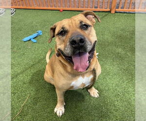 Presa Canario-Unknown Mix Dogs for adoption in Las Vegas, NV, USA