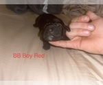 Small Photo #7 Labrador Retriever Puppy For Sale in JUNCTION CITY, OR, USA