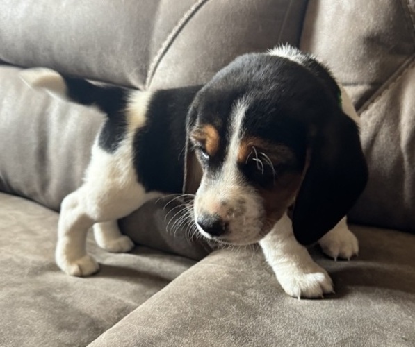 Medium Photo #3 Beagle Puppy For Sale in CORNELL, MI, USA