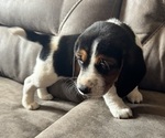 Small #2 Beagle
