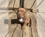 Small Photo #2 American Bully Puppy For Sale in RANDLEMAN, NC, USA