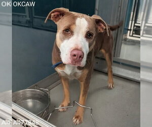 American Pit Bull Terrier-Unknown Mix Dogs for adoption in Oklahoma City, OK, USA