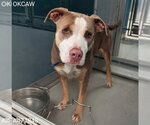 Small American Pit Bull Terrier Mix