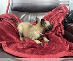 Small Photo #124 Belgian Malinois Puppy For Sale in REESEVILLE, WI, USA