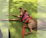 Small #3 Labrador Retriever Mix