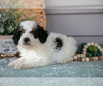 Small Photo #18 Poodle (Miniature) Puppy For Sale in WOLCOTTVILLE, IN, USA